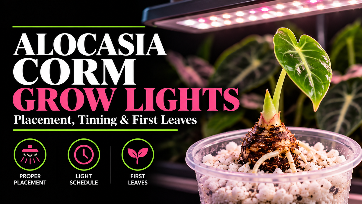 Grow Lights for Alocasia Corms: Distance & Schedule