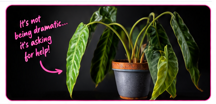 Drooping Alocasia leaves for Alocasia drama queen care guide