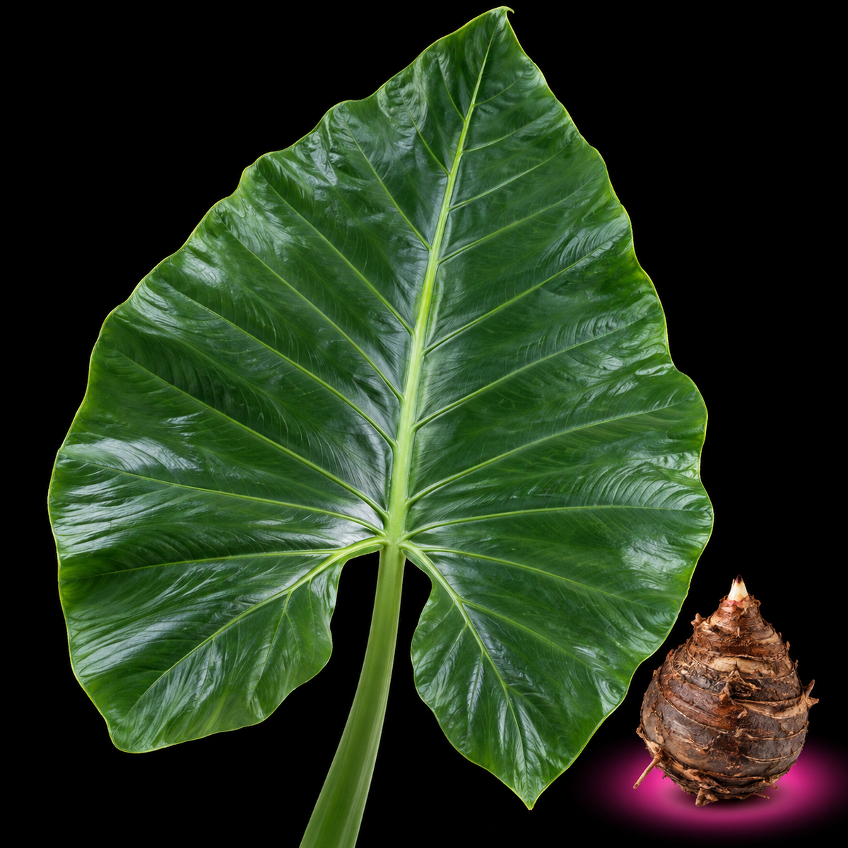 Alocasia leaf and corm for dormancy and winter care guide
