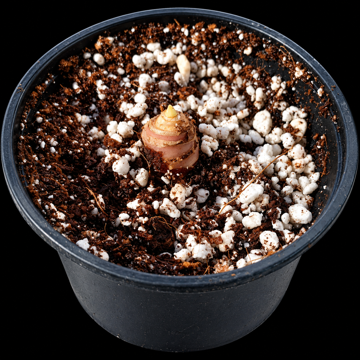 Sprouting Alocasia corm on black background
