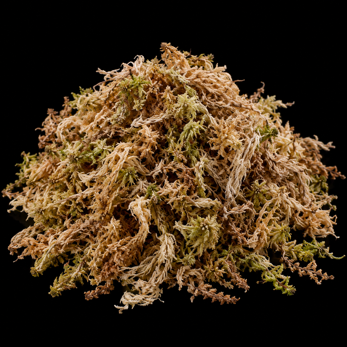 How to sprout Alocasia corms in sphagnum moss