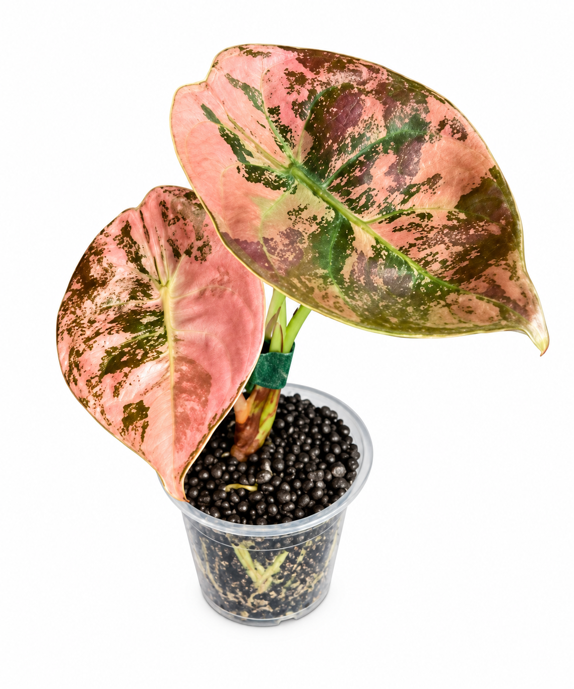 Alocasia Cuprea Pink Latte Corms