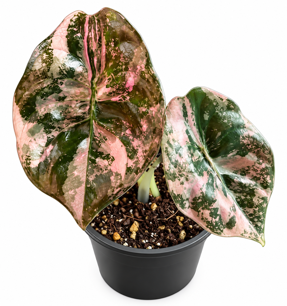 Alocasia Cuprea Pink Latte Corms
