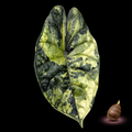 Alocasia Dragon Scale Mint Variegated leaf with corm on black background
