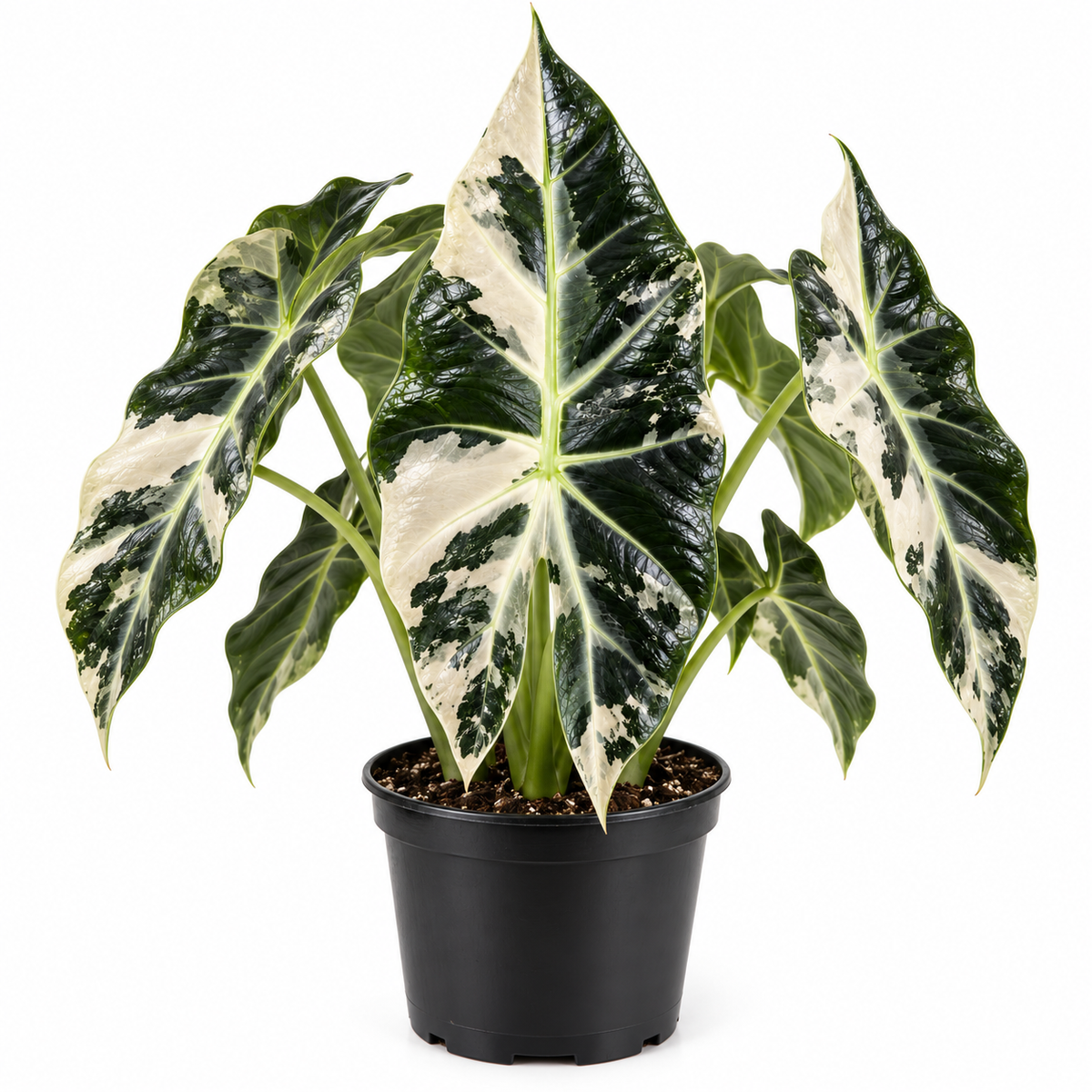 Grow Lights for Alocasia Corms: Distance & Schedule