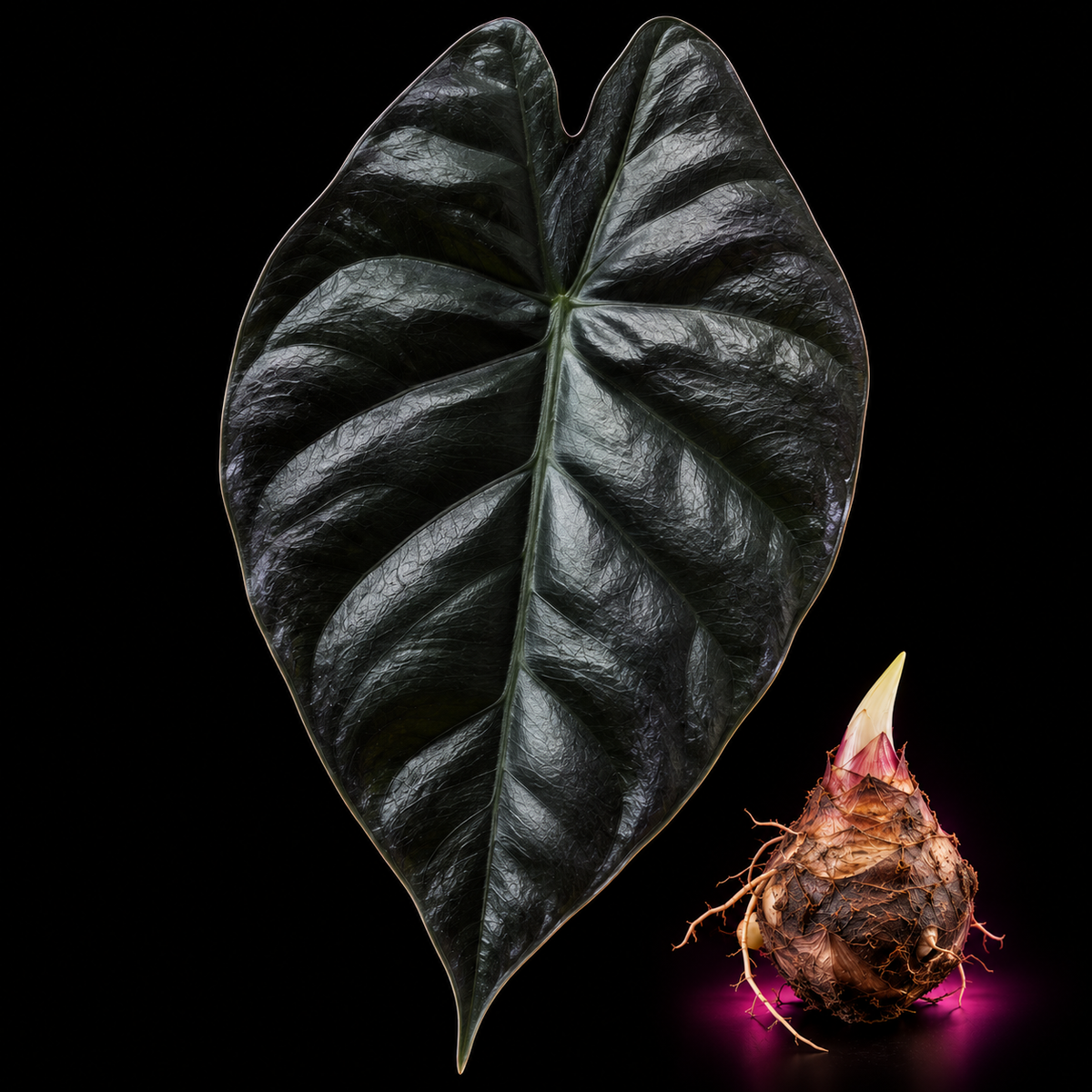 Alocasia Infernalis Corm — live Alocasia corm for sale