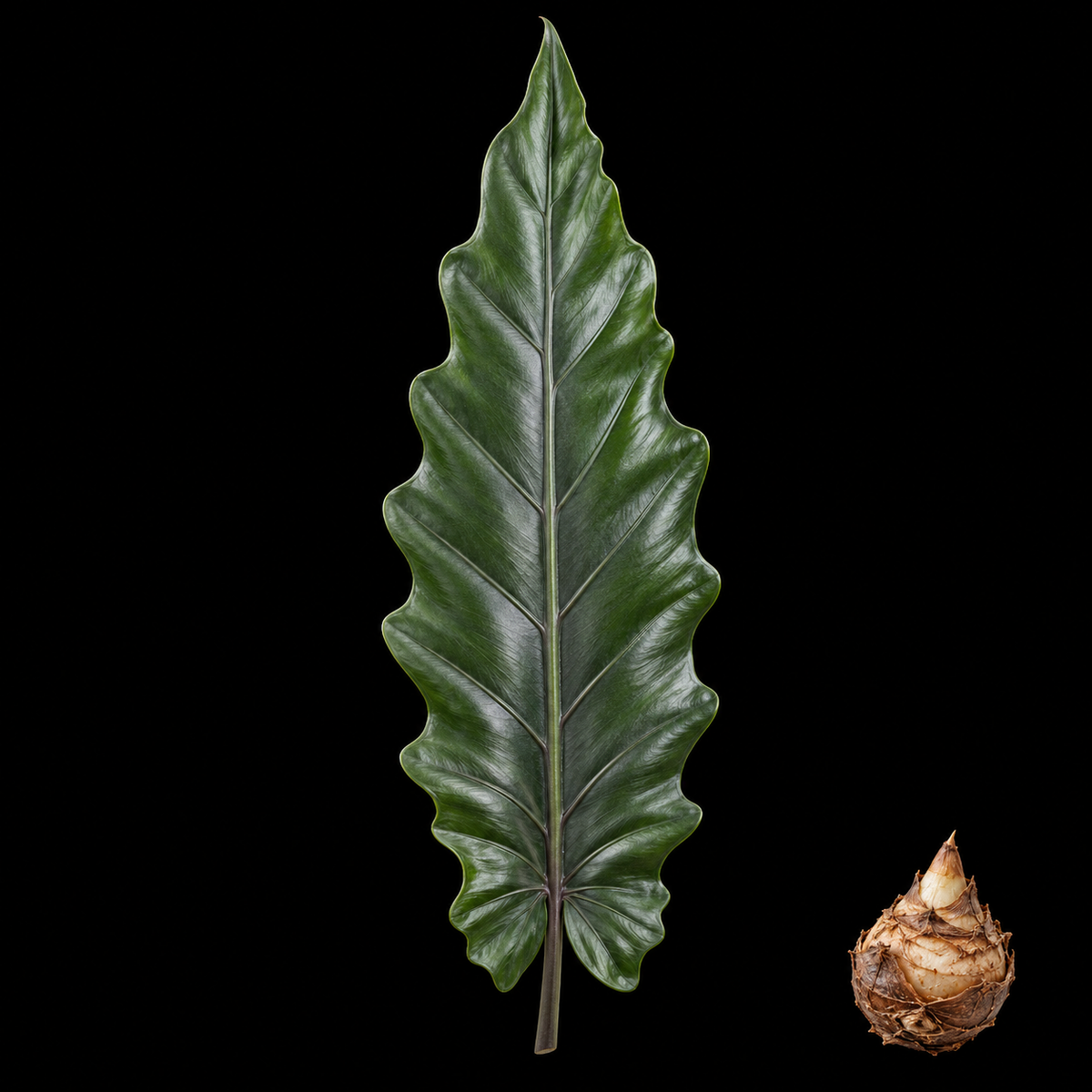 Alocasia Lauterbachiana Corm — live Alocasia corm for sale