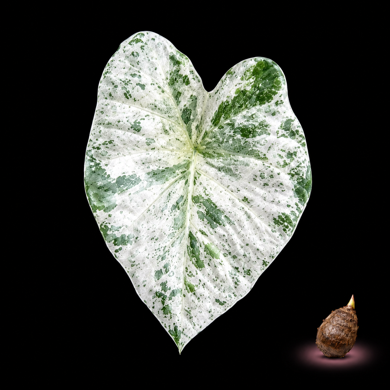 Alocasia Odora Batik Variegated Corm – Rare Alocasia Corm