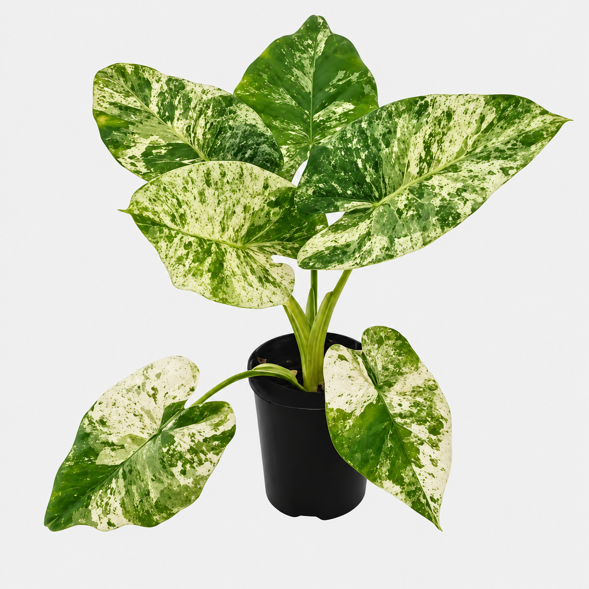 Alocasia Odora Batik Variegated Corm
