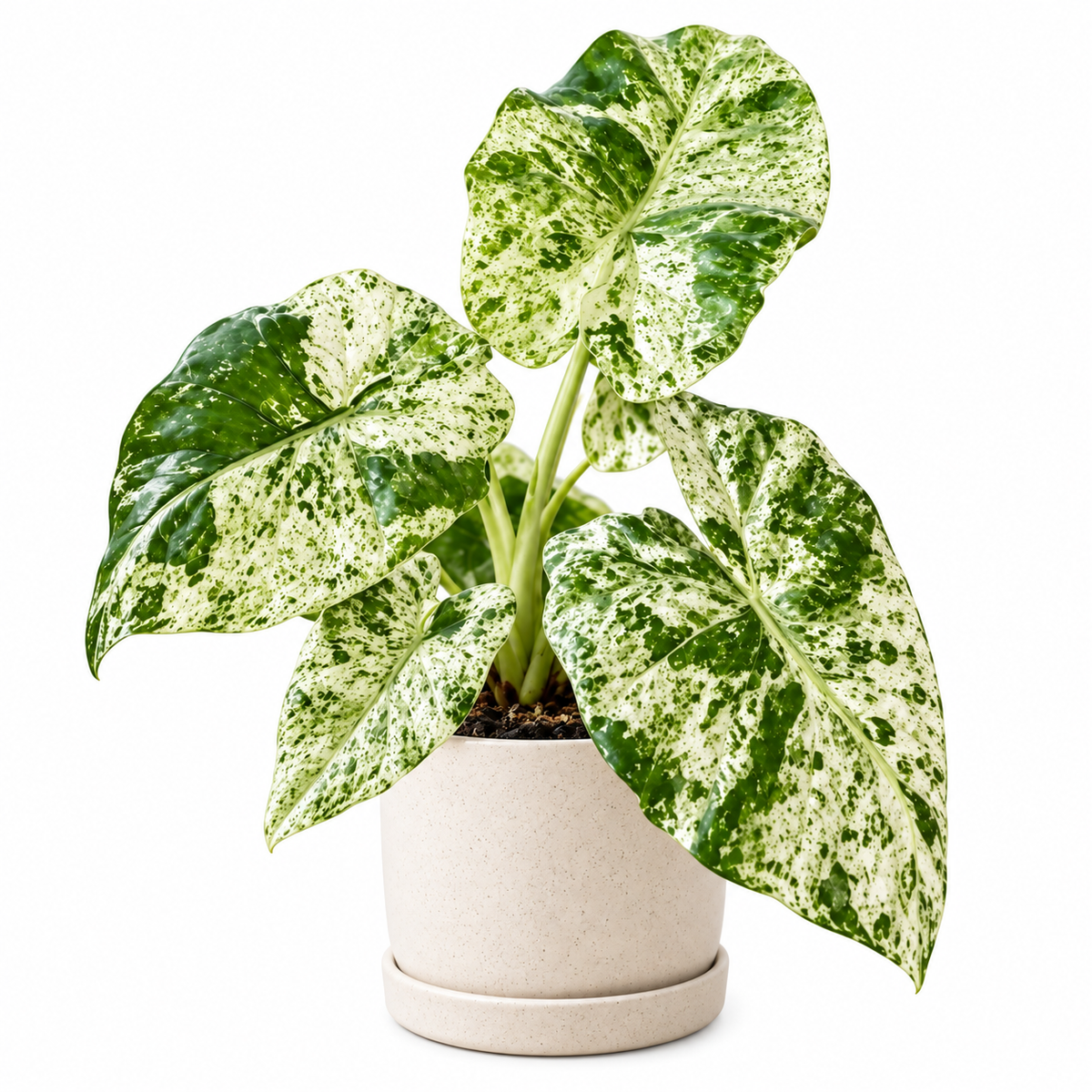 Alocasia Odora Batik Variegated Corm