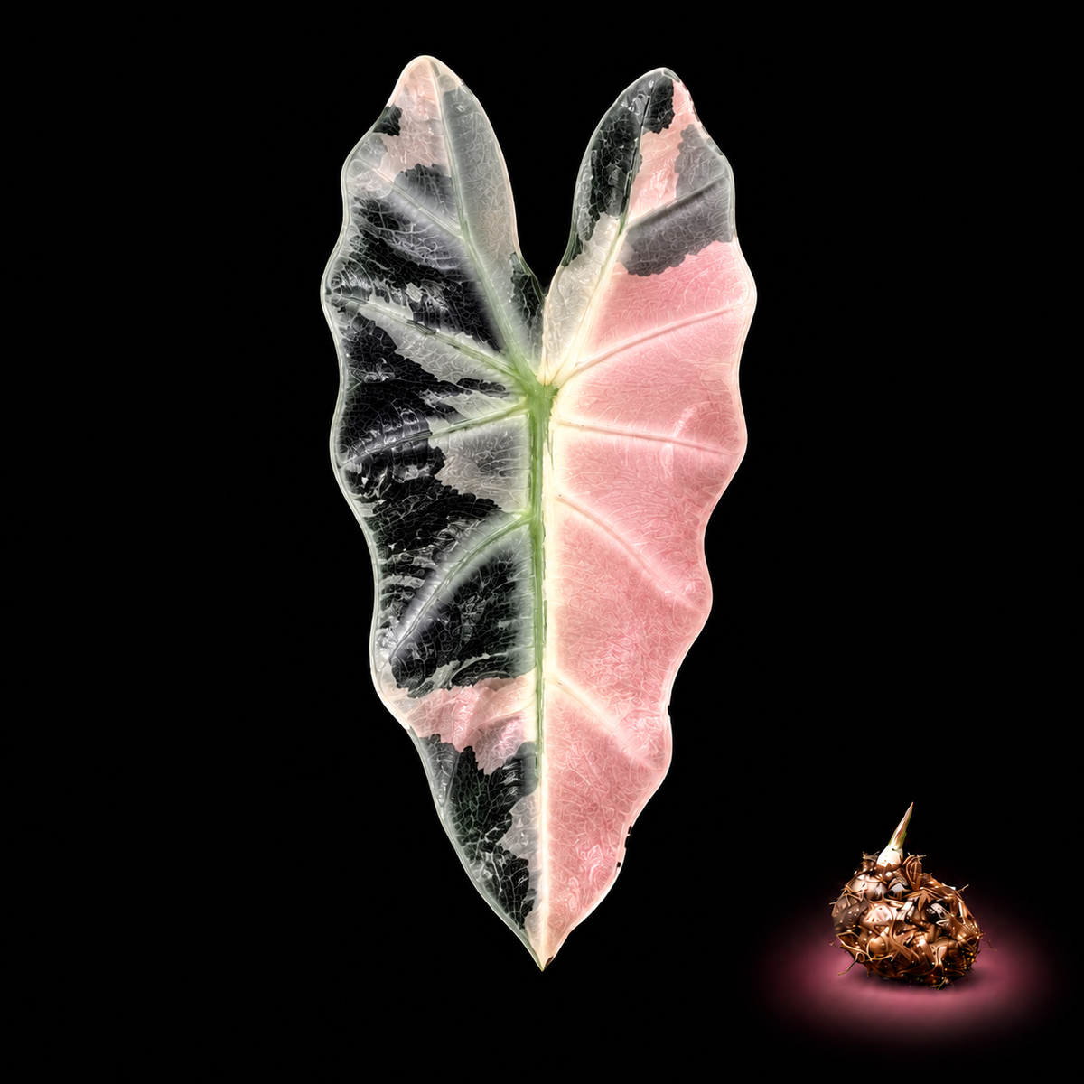 Alocasia Pink Bambino Variegated Corm — live Alocasia corm for sale