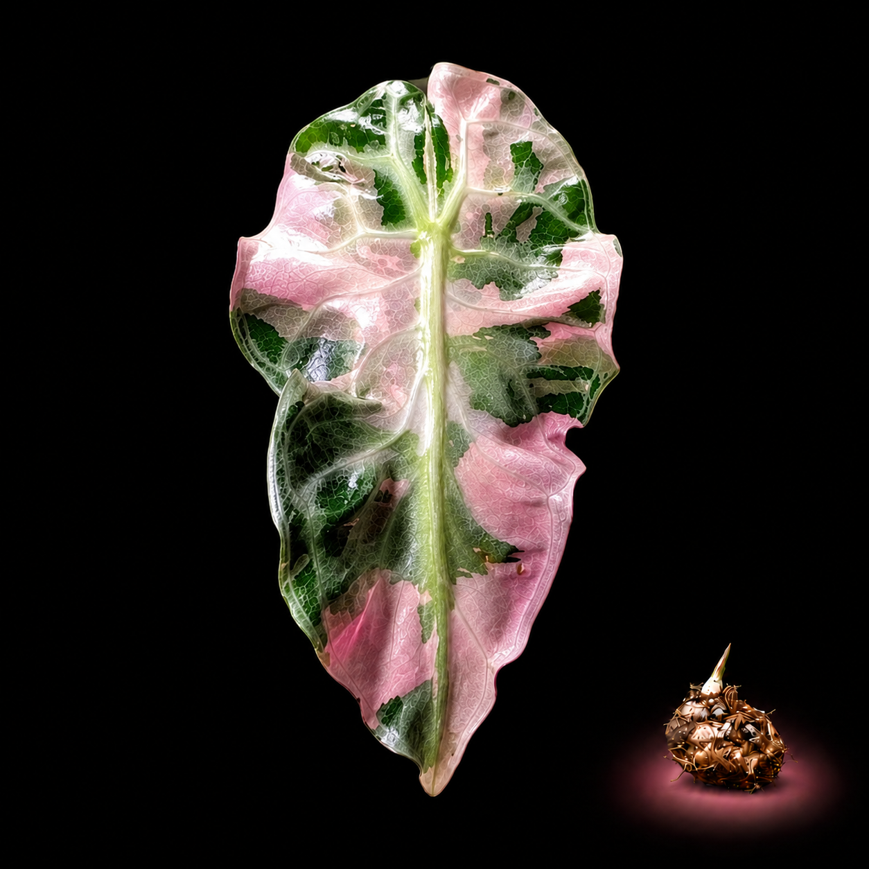 Alocasia Venom Pink Albo Variegated Corm – Rare Pink Alocasia Corm