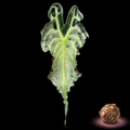Alocasia Venom Corm