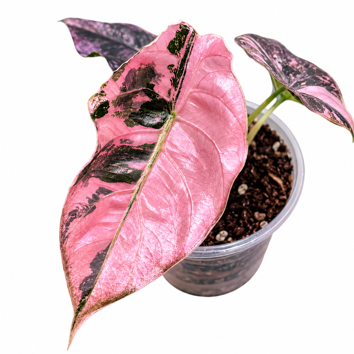 Alocasia Azlanii Pink Albo Variegated Corm