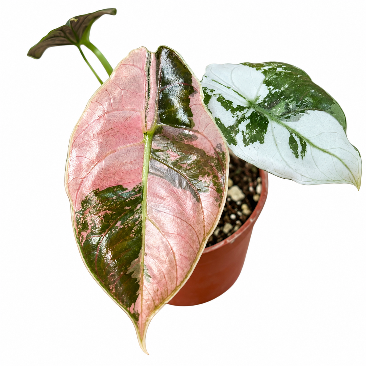 Alocasia Azlanii Pink Albo Variegated Corm