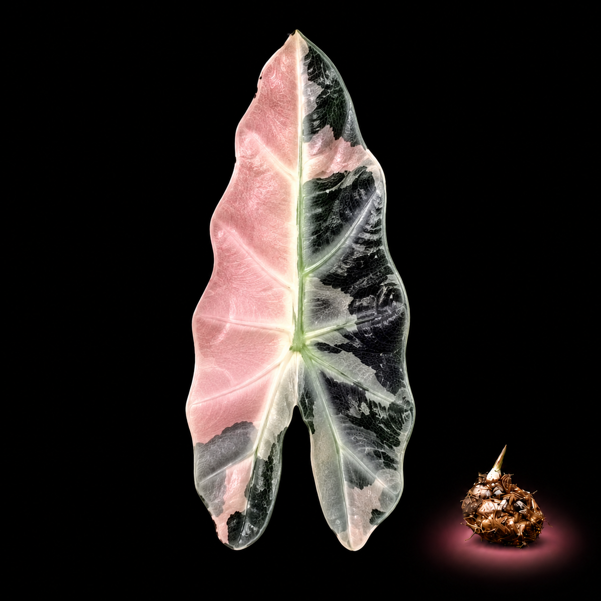 Alocasia Bambino Pink Variegated leaf with corm on black backgroun