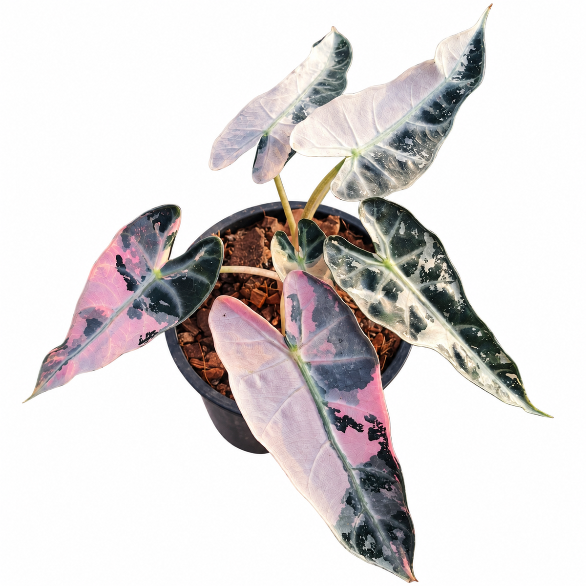 Alocasia Pink Bambino Variegated Corm