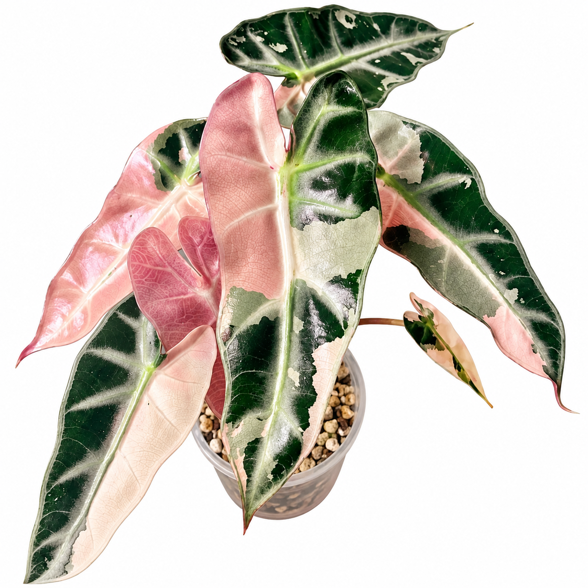 Alocasia Pink Bambino Variegated Corm