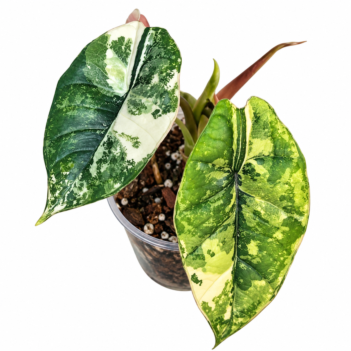Alocasia 'Bisma Platinum' Albo Corm