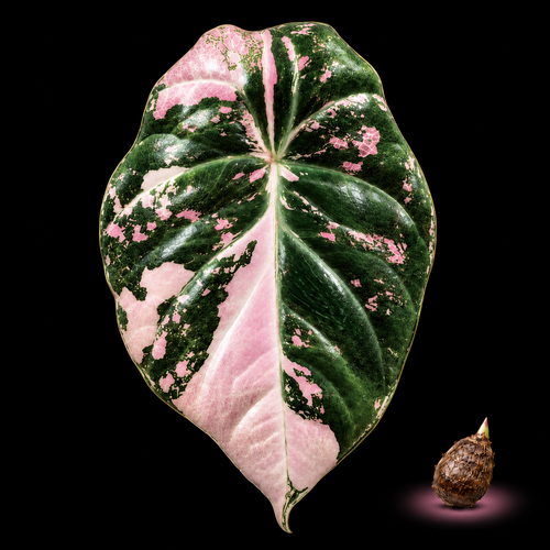 Alocasia 'Black Velvet' Pink Variegated Corm — live Alocasia corm for sale