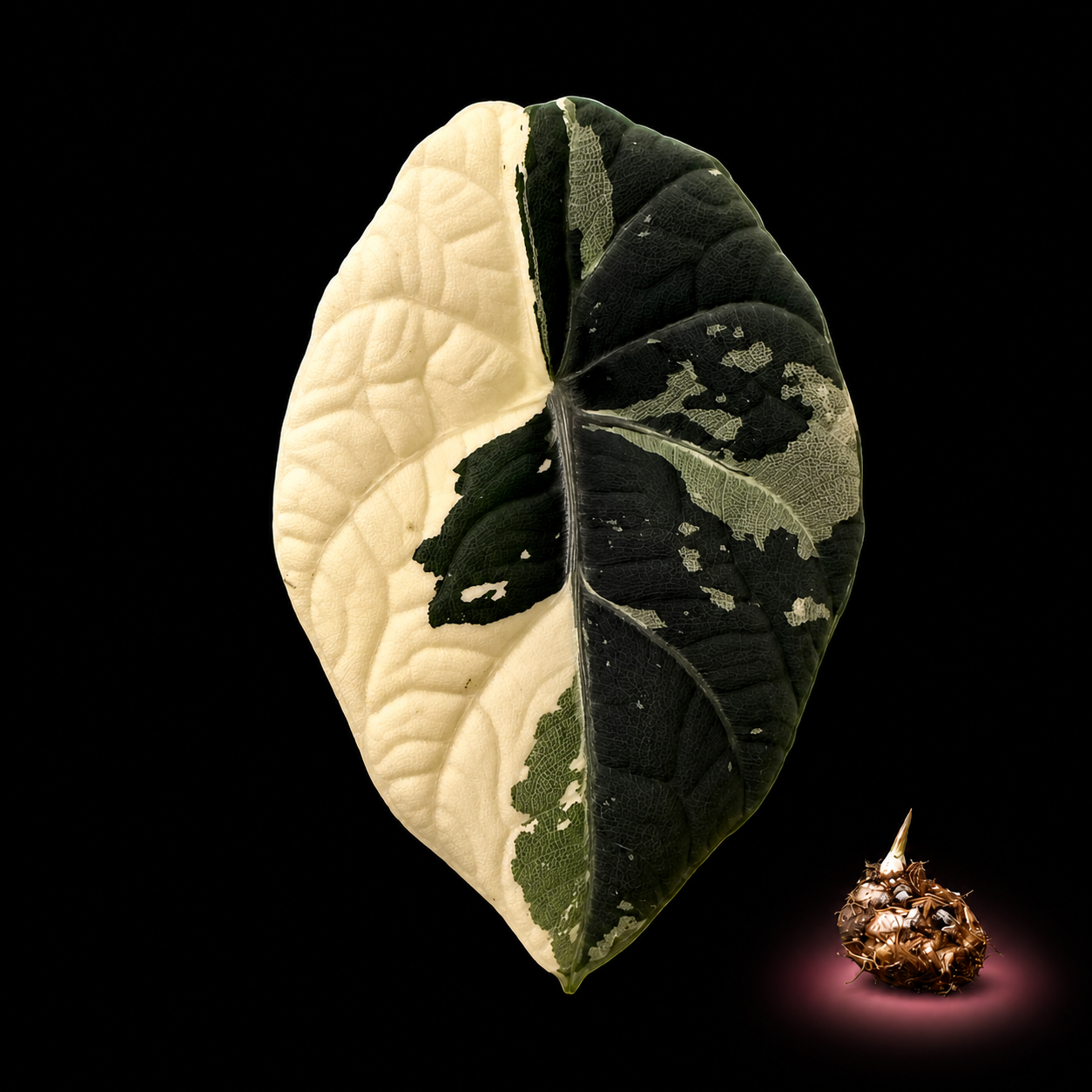 Alocasia Dragon Scale Albo Variegated leaf with corm on black background