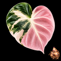 Alocasia 'Heart Balloon' Pink Variegated Corm — live Alocasia corm for sale