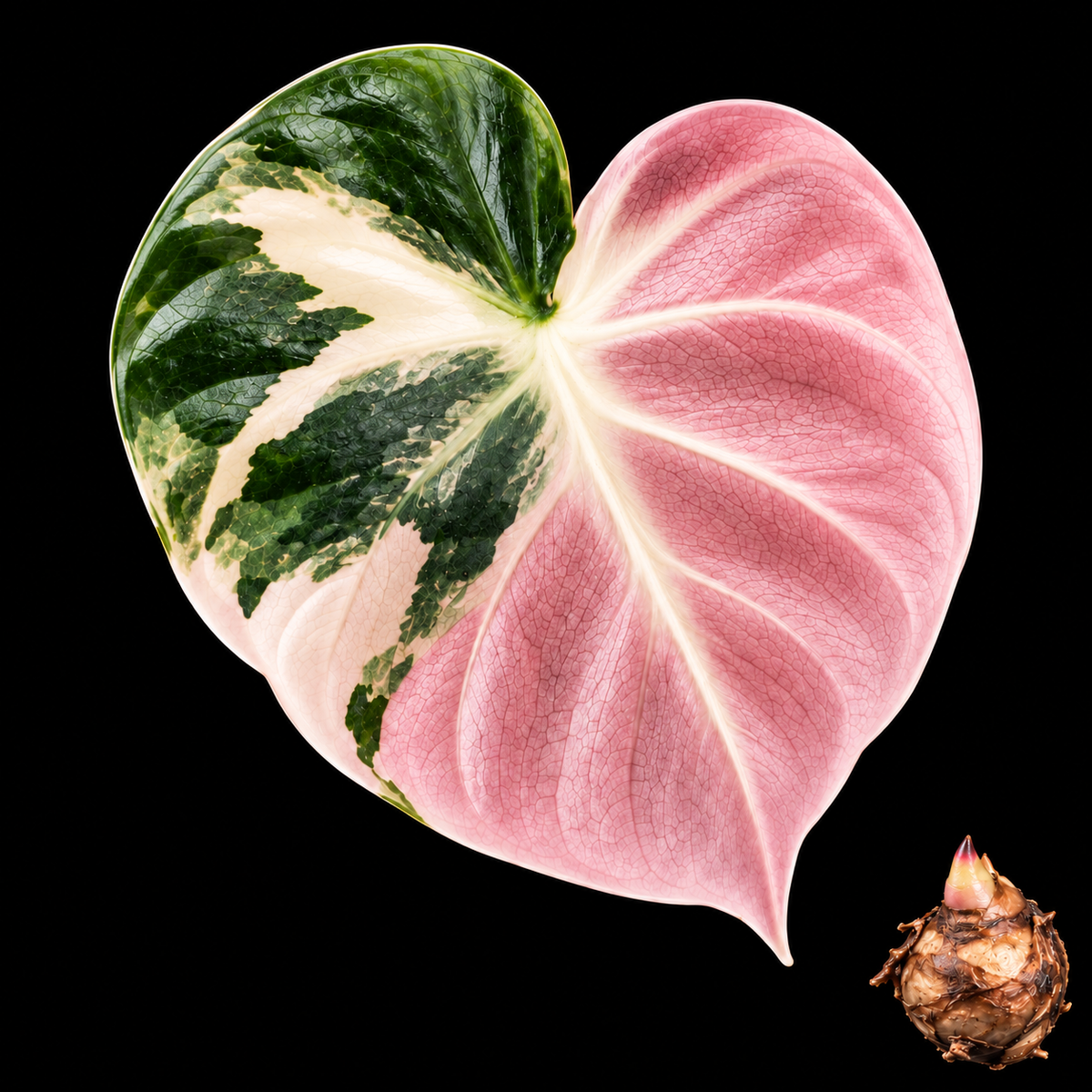 Alocasia 'Heart Balloon' Pink Variegated Corm — live Alocasia corm for sale