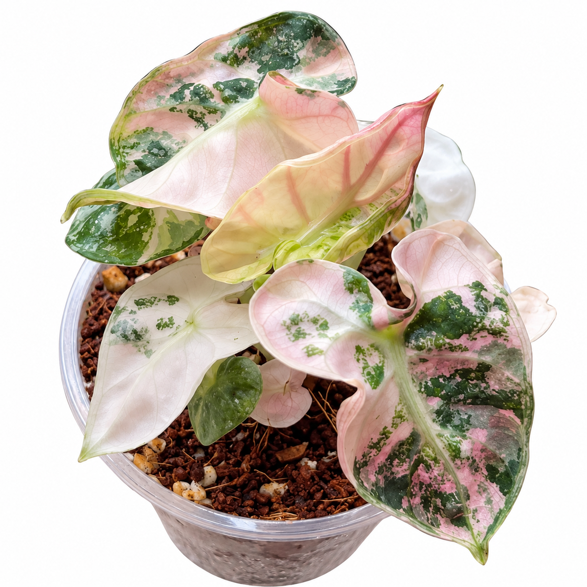 Alocasia 'Heart Balloon' Pink Variegated Corm