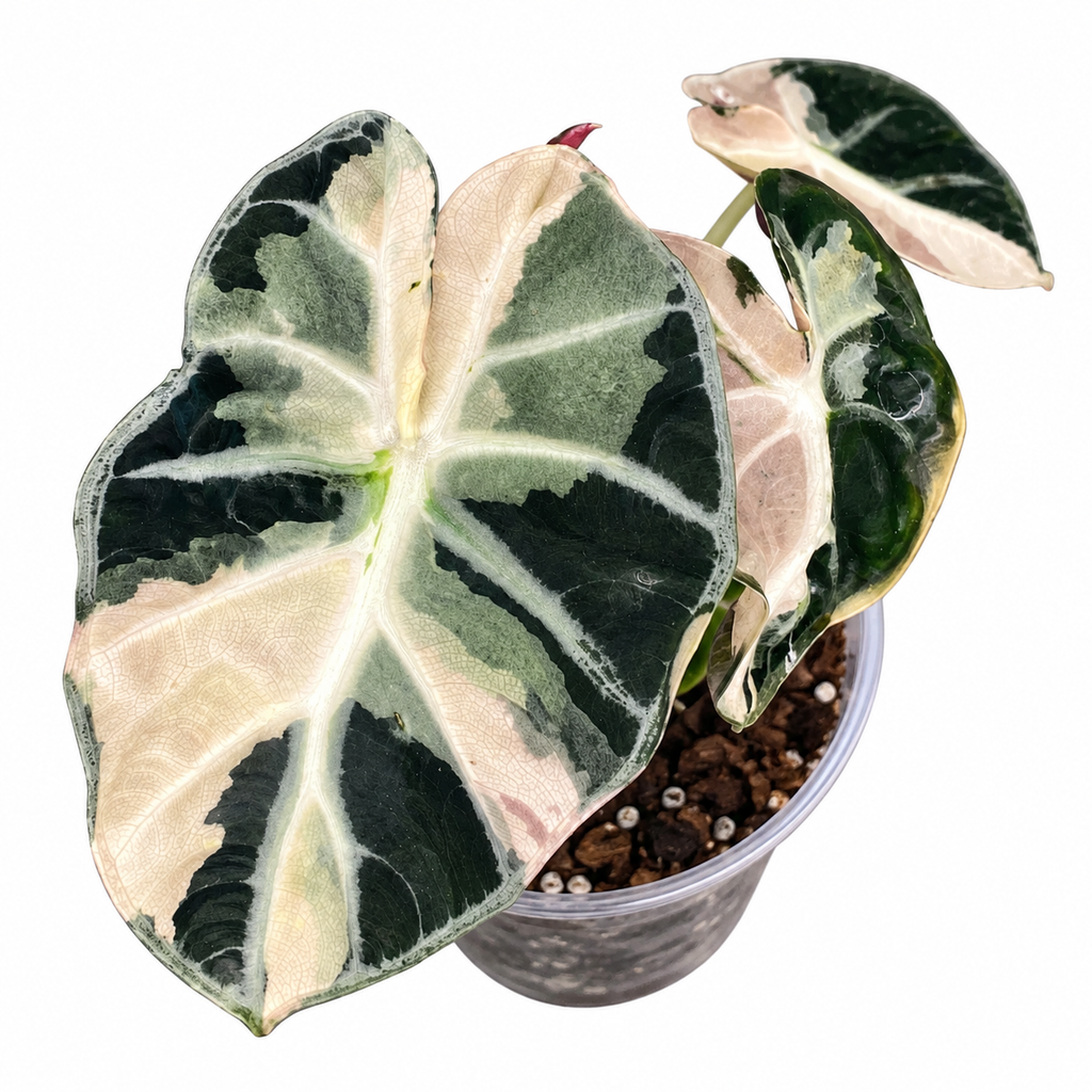 Alocasia 'Heart Balloon' Pink Variegated Corm