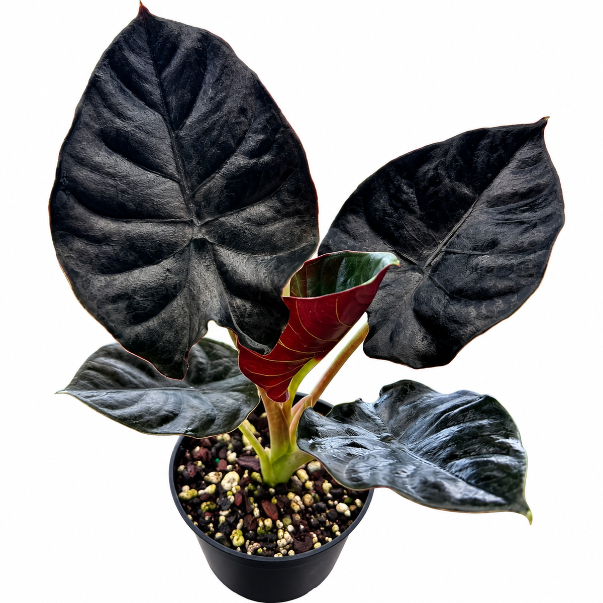 Alocasia Infernalis Corm