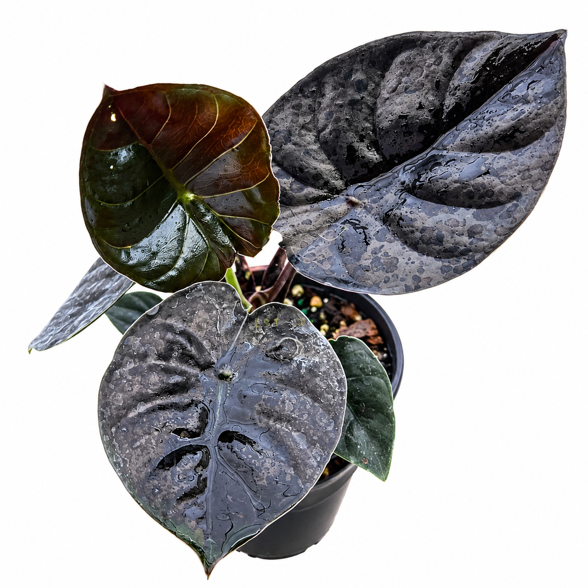 Alocasia Infernalis Corm