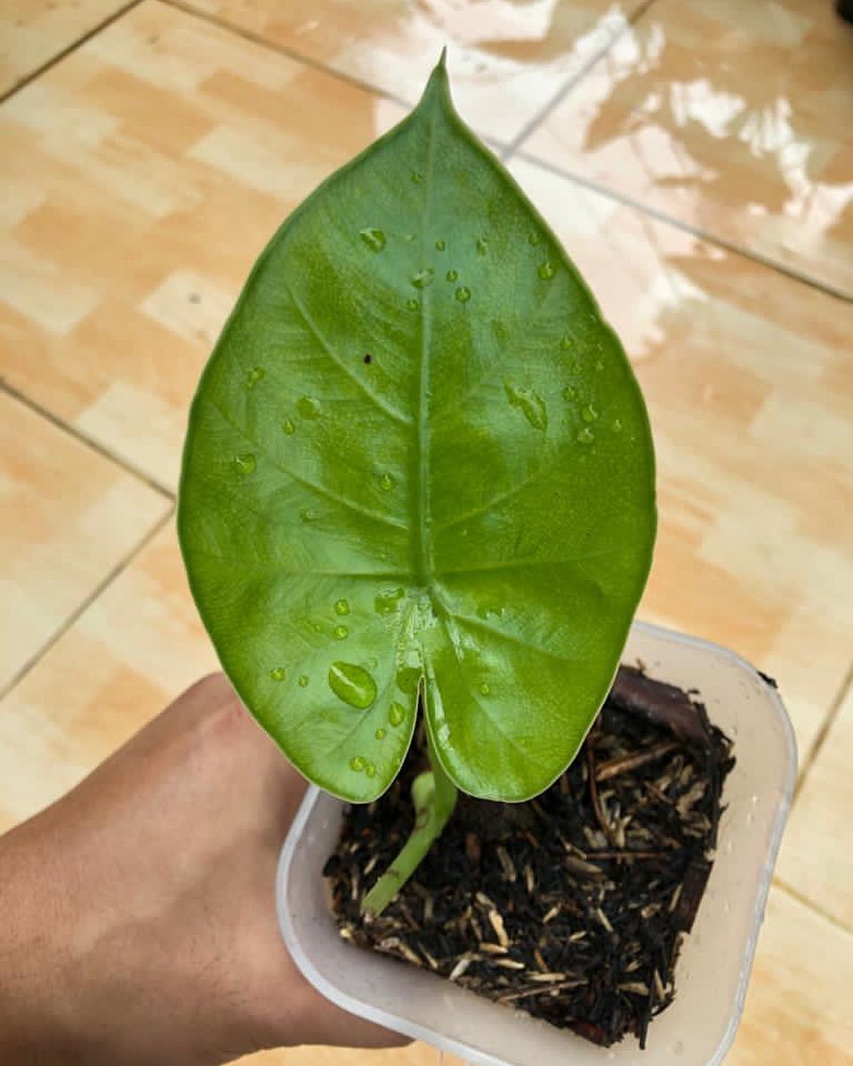 Alocasia Kerinciensis Corm