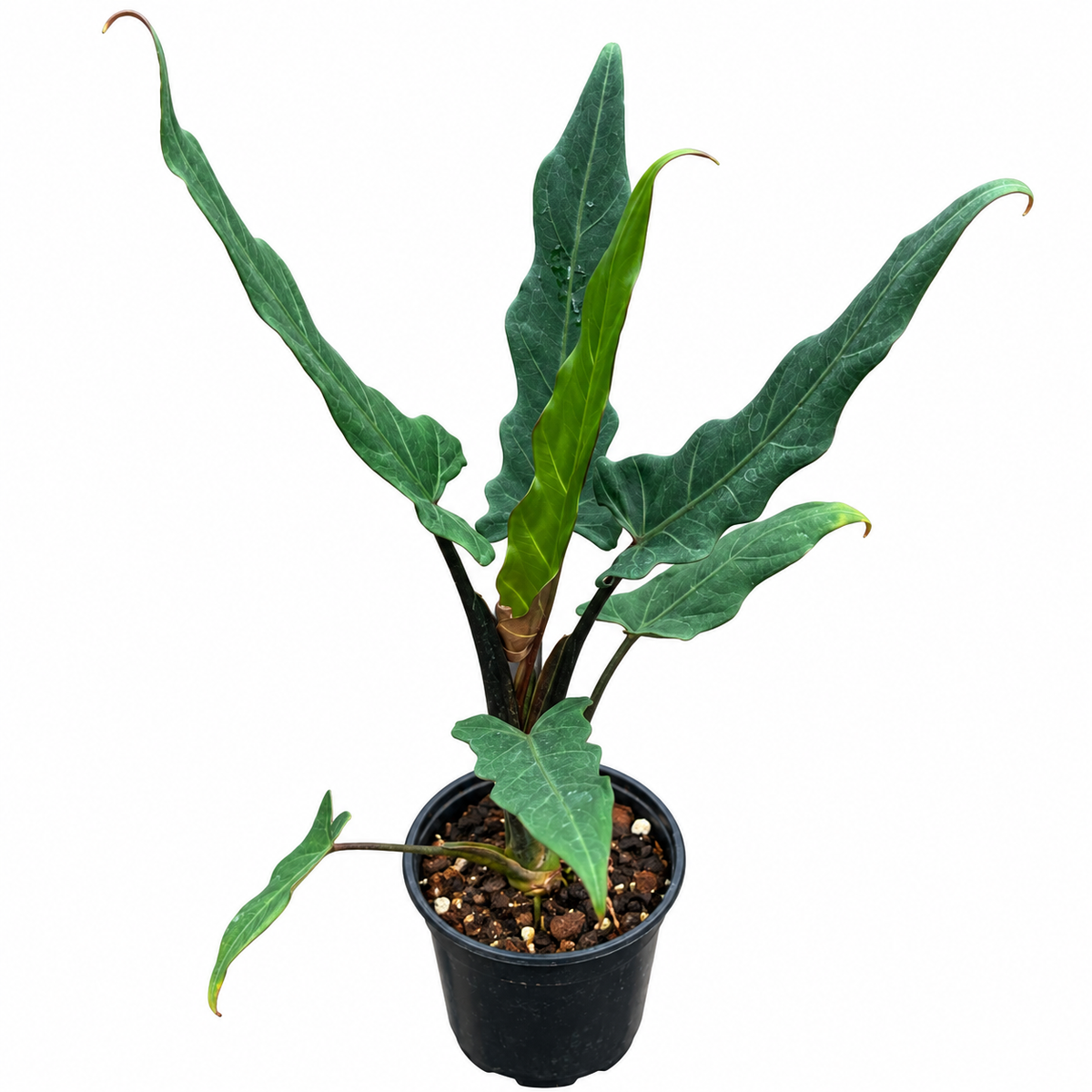 Alocasia Lauterbachiana Corm