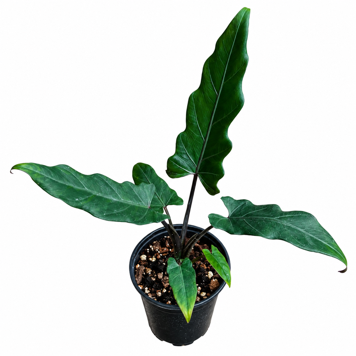 Alocasia Lauterbachiana Corm