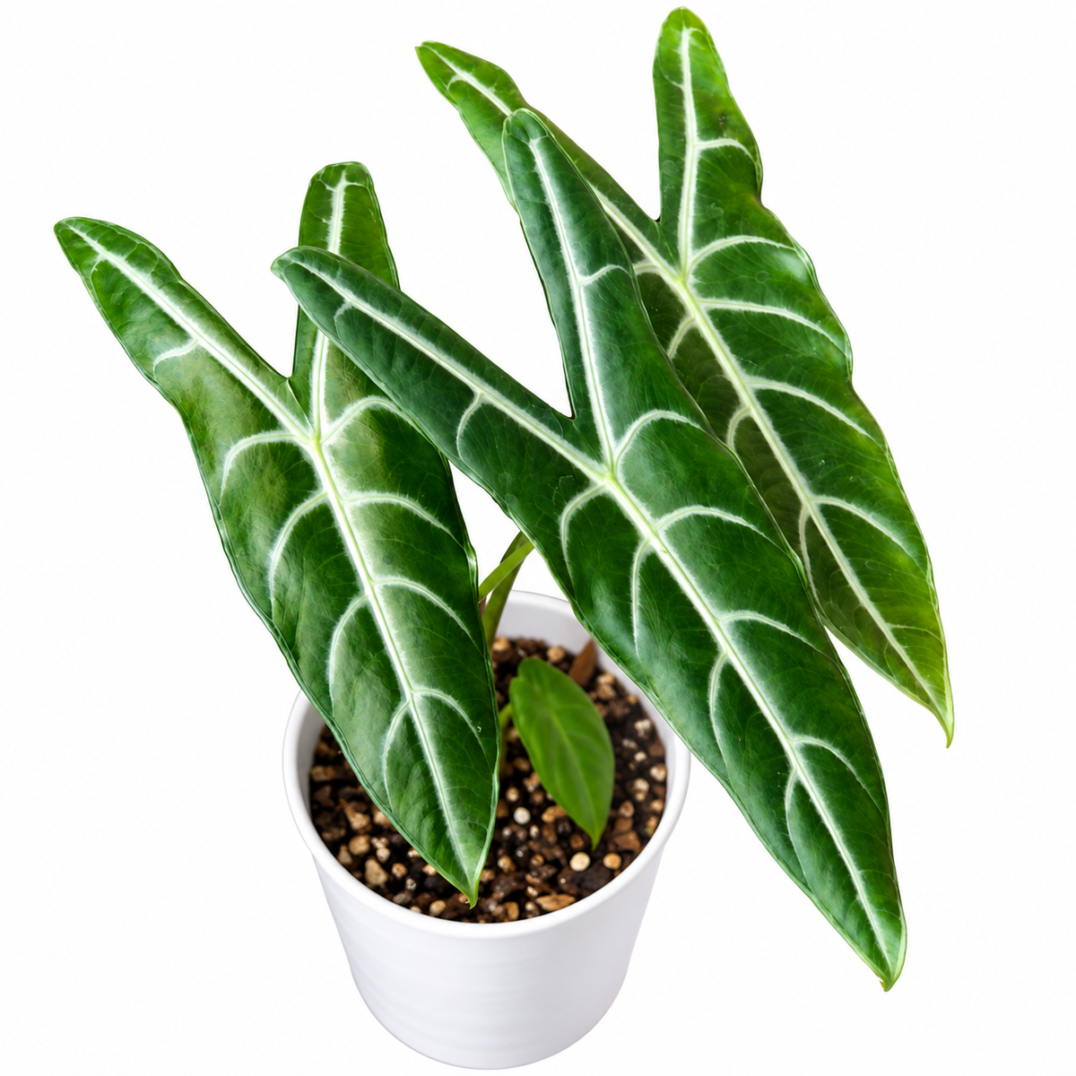 Alocasia Longiloba Corm
