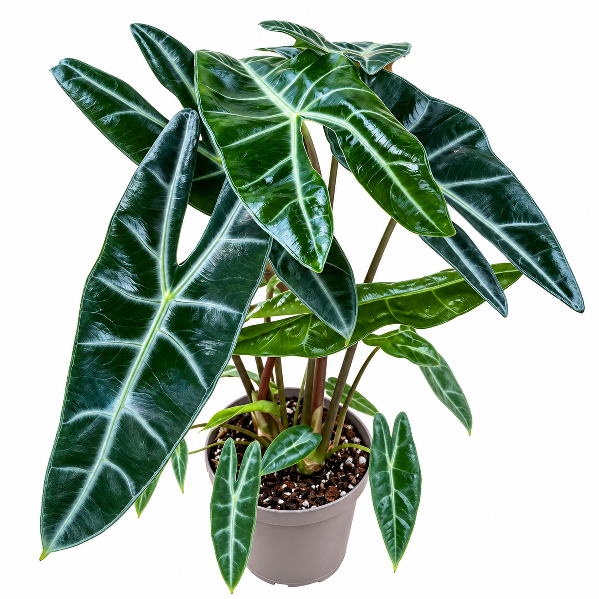 Alocasia Longiloba Corm