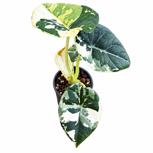 Alocasia 'Maharani' Albo Corm