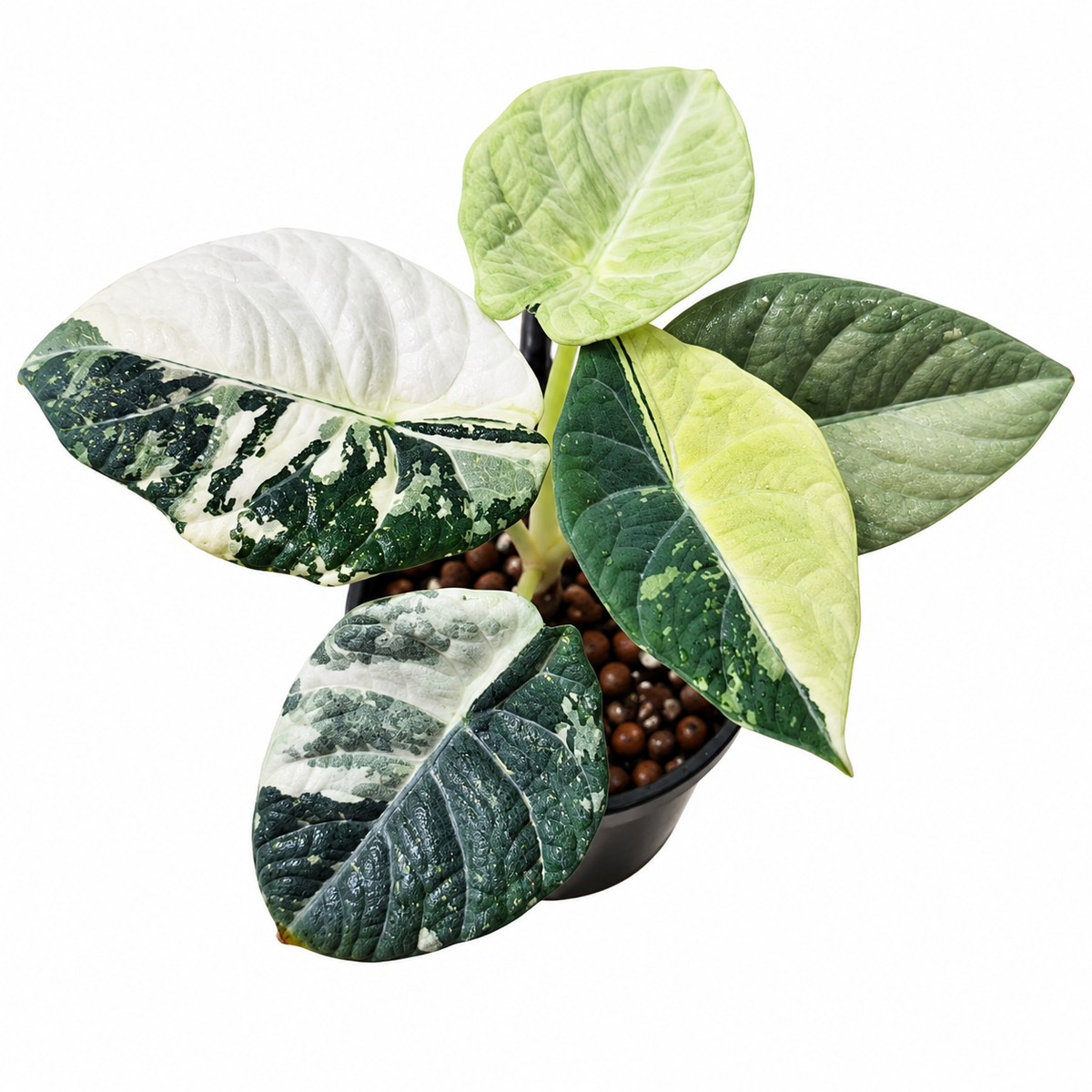 Alocasia 'Maharani' Albo Corm