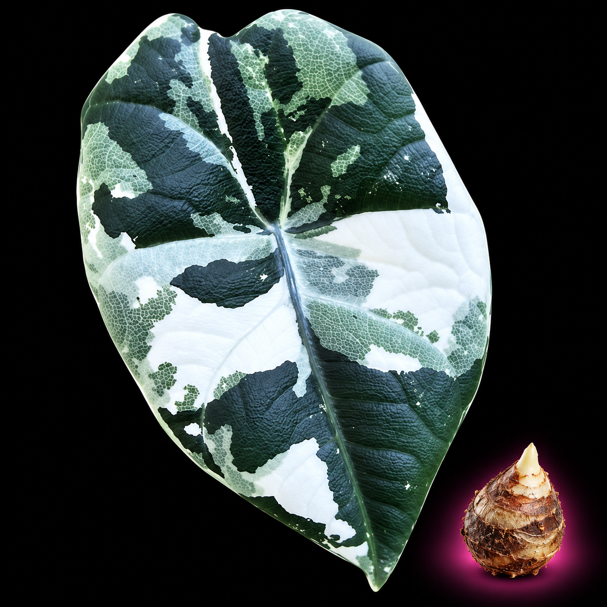 Alocasia 'Maharani' Albo Corm — live Alocasia corm for sale