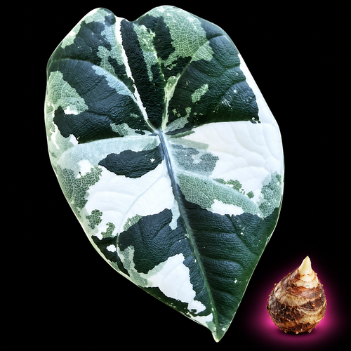 Alocasia 'Maharani' Albo Corm — live Alocasia corm for sale