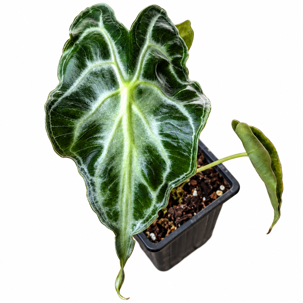 Alocasia Venom Corm