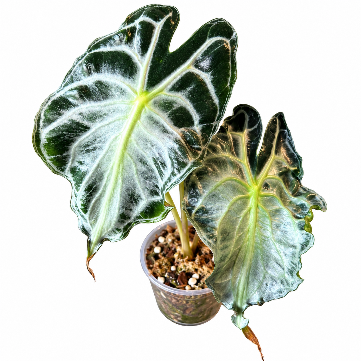 Alocasia Venom Corm