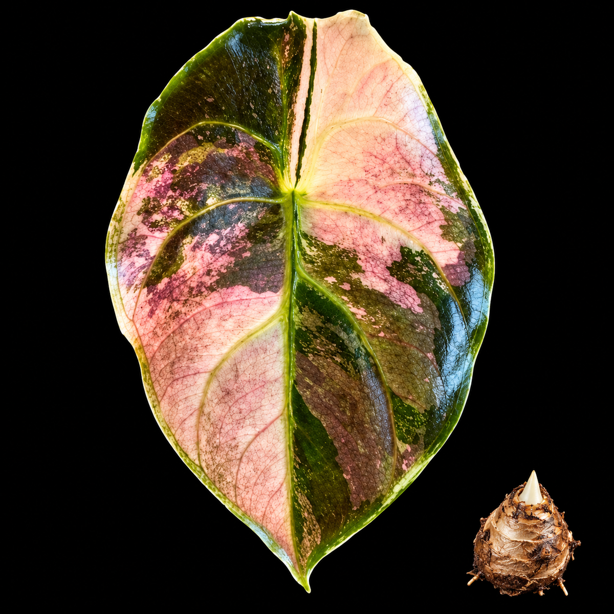 Alocasia Azlanii Pink Albo Variegated Corm — live Alocasia corm for sale