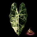 Variegated Alocasia Frydek leaf with a realistic corm on a black background. Shop rare Alocasia Frydek corms for propagation and home growing.