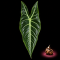 Alocasia aequiloba mature leaf with Alocasia corm on black background