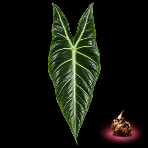 Alocasia aequiloba mature leaf with Alocasia corm on black background