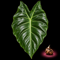 Alocasia arifolia mature leaf with Alocasia corm on black background