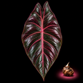 Alocasia Azlanii corm for sale — live jewel Alocasia species corm