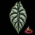 Alocasia baginda mature leaf with Alocasia corm on black background