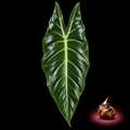 Alocasia balgooyi mature leaf with Alocasia corm on black background